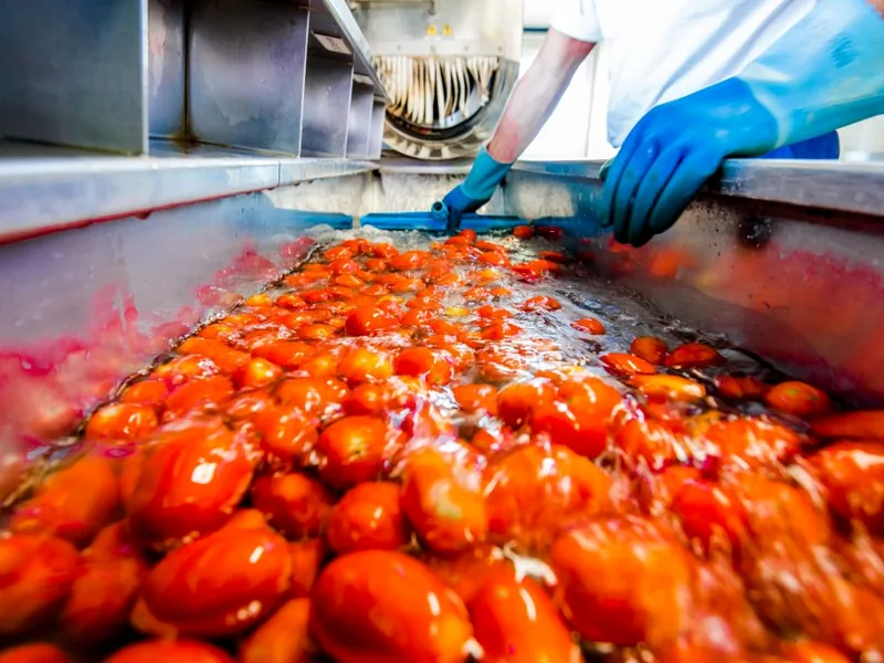 Clean vegetables prepared for processing