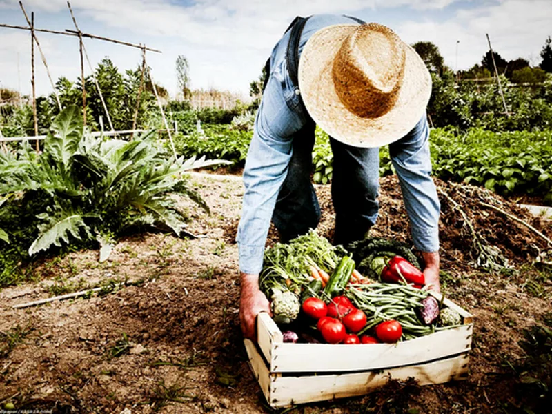 Fresh produce grown at partner farms