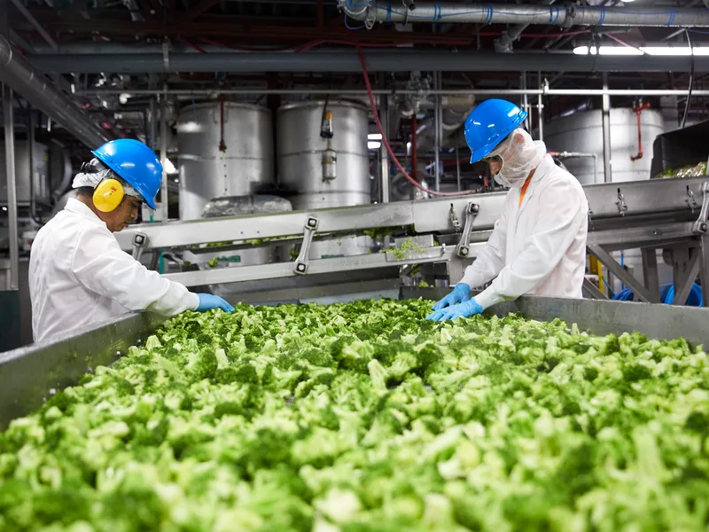 Fresh vegetables selected and sorted