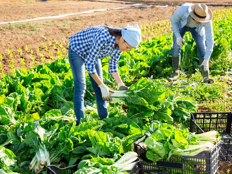 Farmer-first sourcing with fresh farm produce